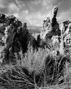 Tufus & Grass by Michael K. Reyburn