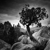 Juniper Tree in Devils Garden by Misha Gregory Macaw