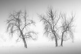 Snowy Trees Study No 2 by Misha Gregory Macaw