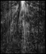 Forest by Nathan Caplan