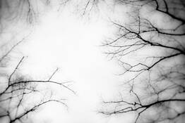 Trees Study 1 by Ntino Krampis