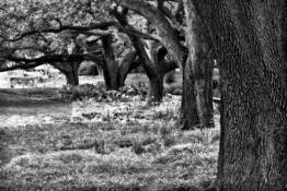 Tree Garden by Ray Kingsbury