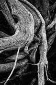 Twisted Root by Ray Kingsbury