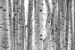 Snowfall Aspens by Rodney Gene Mahaffey