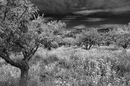 Agrigento 1 by Ronaldo Pichardo