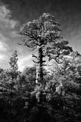 Rising Above by Sanford Davis