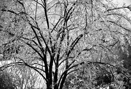Iced Tree by Stephen Bitel