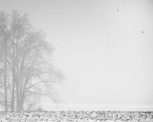 Winter Fog by Steve Burkett