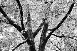 Oak Tree by Timothy Floyd