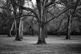 Wet Trees by Timothy Floyd