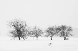 Apple Trees in Snow by Tom Haxby