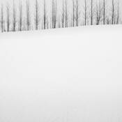 Two Rows of Trees by Wilco Dragt