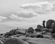 Camp Eleven by William Saul