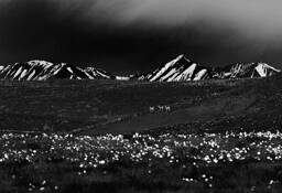 Where the Antelope Play by Willow Brown