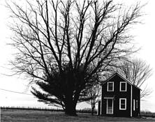 Big Tree Little House by Howard Pohl