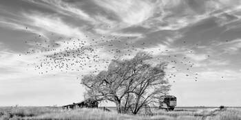 Flock by Ed Drake