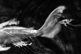 Koi Abstract 8 Portland OR 2014 by Marc Sheridan