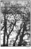 Shadows on the Wall by Attila Hazay