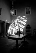 Skylight Reflected by Bill Slack