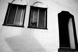 Black Cat by Jenny Arevalo