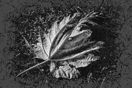 Kim's Leaf by Allan R. Lamb