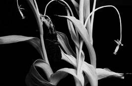 Cornplant by Archie O. Reyes