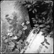 Weeds by Arlene Stanger