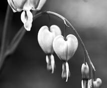 Bleeding Heart by Carolyn Kennedy