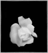 Oil Rose by Christina Power