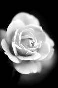 Rose by Christina Power