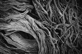 Entanglement 1 by Dolph Miller
