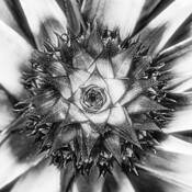 Pineapple by Duschan Tomic
