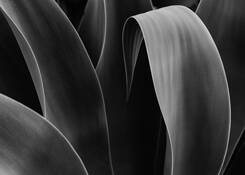 Agave Attenuata 9 by Erik Nash