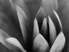 Yucca Study 4 by Erik Nash