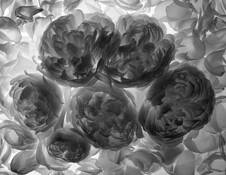 Roses by Gregory Talley