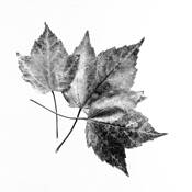 Autumn Leaves by Herbert Swick