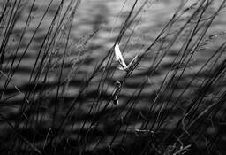 Espigas by Ingrid Wessel Bernal