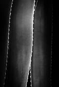 Agave Study by Jack Curran
