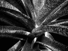 Graphic Plant by Jacob Locker