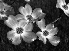 Dogwoods by Jurgen Dopatka