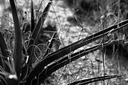 Curls in the Desert by LeeAnne Mallonee