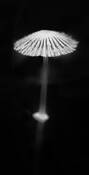 Ephemeral Mushroom by Megan Ralph