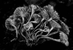 Mushrooms by Michael R. Berg