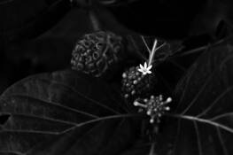 Dawn Bloom by Michael Rubin
