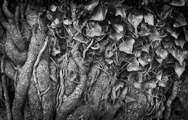 Vines by Perry McNeal