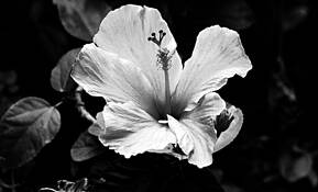 Nature's Finest by William Acosta