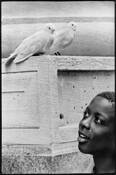 Among Doves and Bullet Holes by Art Braitman