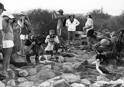 Photographic Evidence That Paparazzi Evolved on the Galapagos Islands by Bruce Barshop