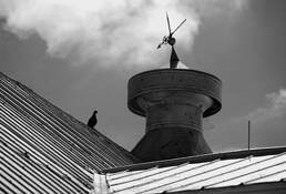 Black Pigeon by Kyle De Ram