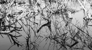 Reflections 2 by Cris Constantinescu